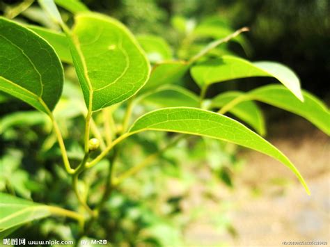 樟樹葉功效|【樟樹葉功效】樟樹葉的驚人功效：除臭、抗菌、舒緩肌膚一次搞。